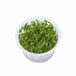 1-2-GROW! Kleiner Fluss-Hahnenfuß / Ranunculus Inundatus -DENNERLE shop 22CTC T 1 6