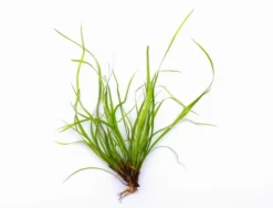 In-Vitro Kriechende Binse / Juncus Repens