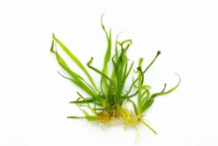 In-Vitro Zwergschwertpflanze / Helanthium Tenellum ´Broad Leaf´ (Echinodorus Tenellus ´Broad Leaf´)