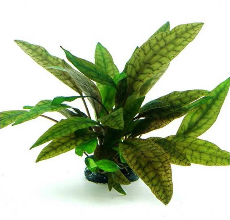 In-Vitro Marmorierter Wasserkelch / Cryptocoryne X Purpurea 1 In-Vitro Marmorierter Wasserkelch / Cryptocoryne X Purpurea