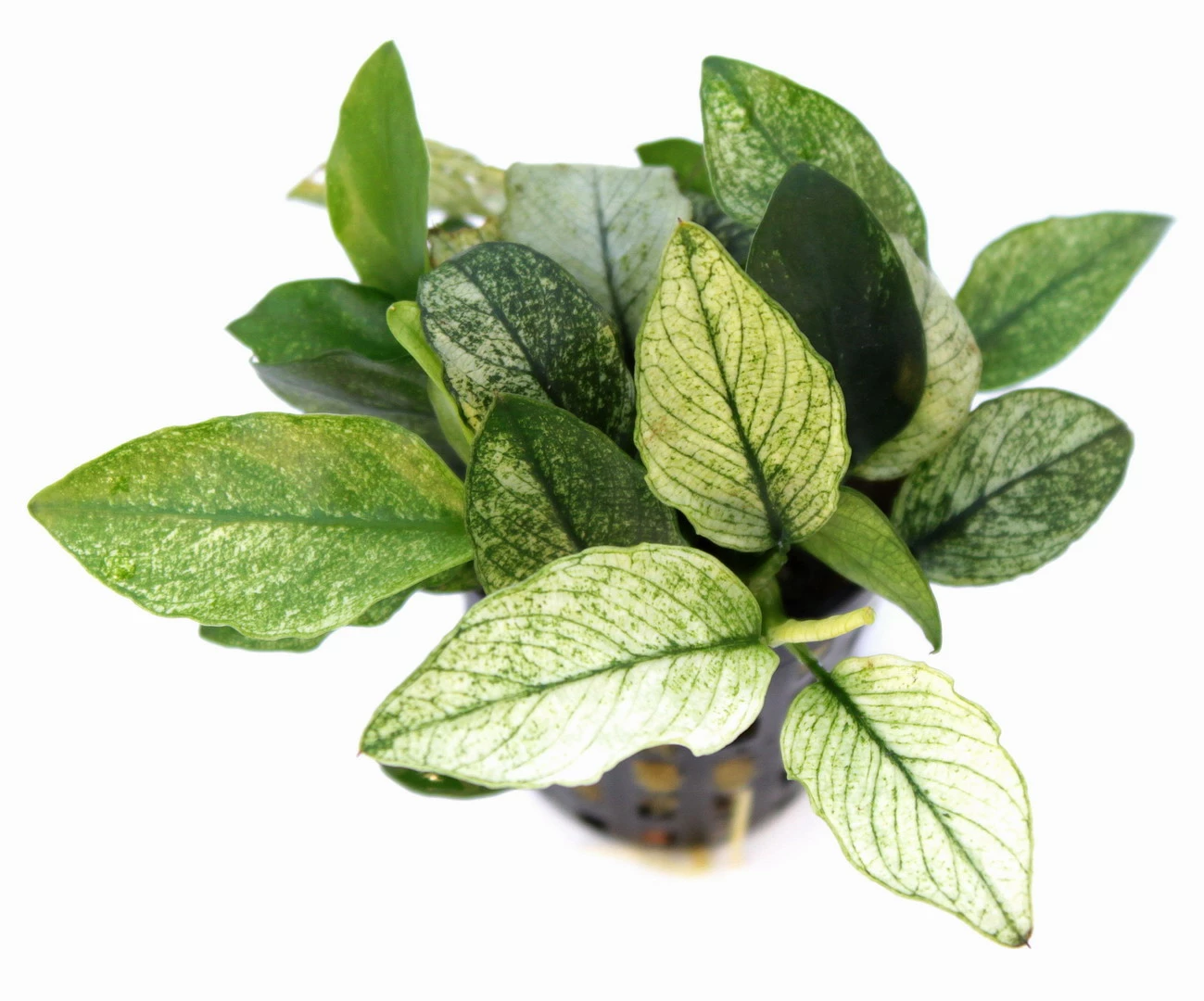 *NEU* Geschecktes Zwergspeerblatt / Anubias Nana ´Pinto´ 2 *NEU* Geschecktes Zwergspeerblatt / Anubias Nana ´Pinto´ – Bild 2