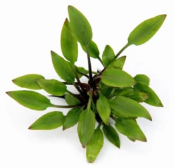 DENNERLE Hobbit's Zwerg-Wasserkelch / Cryptocoryne Lutea ´Hobbit´