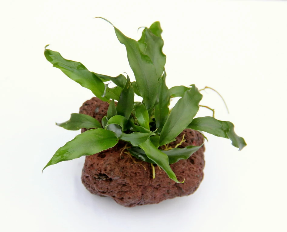 Lavastein Mit Kleines Speerblatt / Anubias Barteri Var. Glabra - Minima Auf Lavastein 1 Lavastein Mit Kleines Speerblatt / Anubias Barteri Var. Glabra - Minima Auf Lavastein