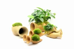 Dennerle Garnelen Amphore Mit Anubias 'Petite' Oder 'Bonsai' / Kleinstes Zwergspeerblatt -DENNERLE shop 30217DE 1 5