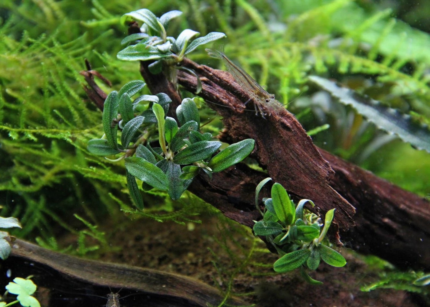 In-Vitro Bucephalandra Micrantha "Mini Needle Leaf" *TOP-RARITÄT* Von DENNERLE 1 In-Vitro Bucephalandra Micrantha "Mini Needle Leaf" *TOP-RARITÄT* Von DENNERLE