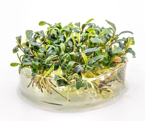 In-Vitro Bucephalandra Micrantha "Mini Needle Leaf" *TOP-RARITÄT* Von DENNERLE 2 In-Vitro Bucephalandra Micrantha "Mini Needle Leaf" *TOP-RARITÄT* Von DENNERLE – Bild 2