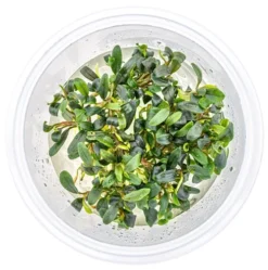 In-Vitro Bucephalandra Micrantha "Mini Needle Leaf" *TOP-RARITÄT* Von DENNERLE 6 In-Vitro Bucephalandra Micrantha "Mini Needle Leaf" *TOP-RARITÄT* Von DENNERLE -DENNERLE shop 30267DE 1 6