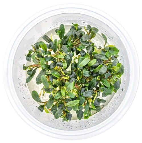 In-Vitro Bucephalandra Micrantha "Mini Needle Leaf" *TOP-RARITÄT* Von DENNERLE 3 In-Vitro Bucephalandra Micrantha "Mini Needle Leaf" *TOP-RARITÄT* Von DENNERLE – Bild 3