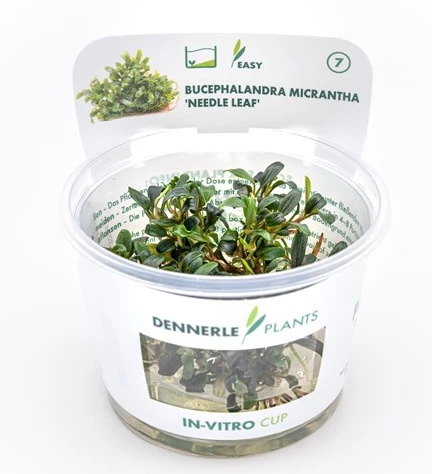 In-Vitro Bucephalandra Micrantha "Mini Needle Leaf" *TOP-RARITÄT* Von DENNERLE 4 In-Vitro Bucephalandra Micrantha "Mini Needle Leaf" *TOP-RARITÄT* Von DENNERLE – Bild 4