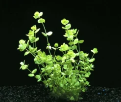 XL In-Vitro Großes Perlenkraut / Micranthemum Umbrosum