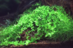 XL In-Vitro Monte-Carlo Zwergperlkraut / Micranthemum Spec. 'Monte Carlo'