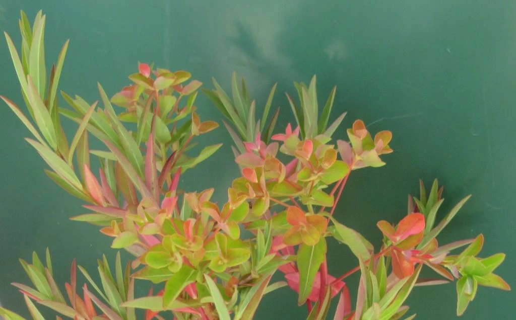 Sumpfwolfsmilch, Gelb / Euphorbia Palustris Im 9x9 Cm Topf 1 Sumpfwolfsmilch, Gelb / Euphorbia Palustris Im 9x9 Cm Topf