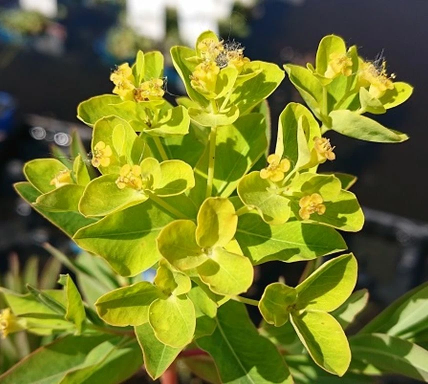 Sumpfwolfsmilch, Gelb / Euphorbia Palustris Im 9x9 Cm Topf 2 Sumpfwolfsmilch, Gelb / Euphorbia Palustris Im 9x9 Cm Topf – Bild 2