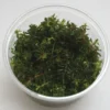 XL In-Vitro Rotala Sp. "H'Ra"