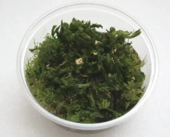 XL In-Vitro Rotala Sp. "Vietnam"