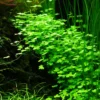 1-2-GROW! Hydrocotyle Sp. 'Japan' (Hydrocotyle Cf. Tripartita)