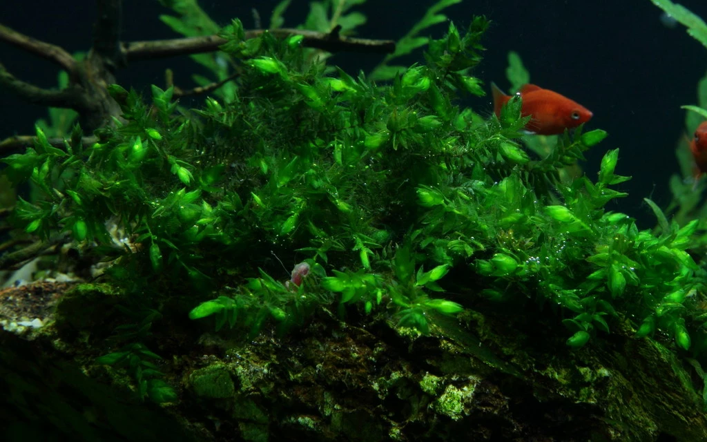 1 - 2-GROW! Quellmoos - Willow Moss / Fontinalis Antipyretica 1 1 - 2-GROW! Quellmoos - Willow Moss / Fontinalis Antipyretica