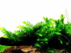 1 - 2-GROW! Quellmoos - Willow Moss / Fontinalis Antipyretica 5 1 - 2-GROW! Quellmoos - Willow Moss / Fontinalis Antipyretica -DENNERLE shop 3FTC T 1 5