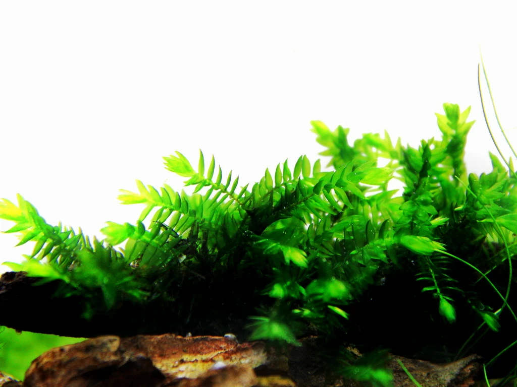 1 - 2-GROW! Quellmoos - Willow Moss / Fontinalis Antipyretica 3 1 - 2-GROW! Quellmoos - Willow Moss / Fontinalis Antipyretica – Bild 3