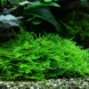 1-2-GROW! Stachelmoos / Taxiphyllum Spec. Spiky-Moss Von TROPICA, Moos