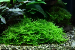 1-2-GROW! Stachelmoos / Taxiphyllum Spec. Spiky-Moss Von TROPICA, Moos