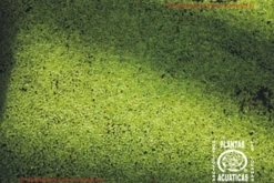 Kleine Wasserlinsen (Entengrütze) / Lemna Minor (Lemnar)