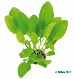 Dennerle Mini - Fröschlöffel / Echinodorus Cordifolius MINI