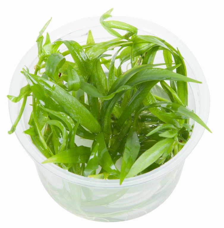 1-2-GROW! Breitblättrige Zwergamazonas / Helanthium 'Quadricostatus' 2 1-2-GROW! Breitblättrige Zwergamazonas / Helanthium 'Quadricostatus' – Bild 2