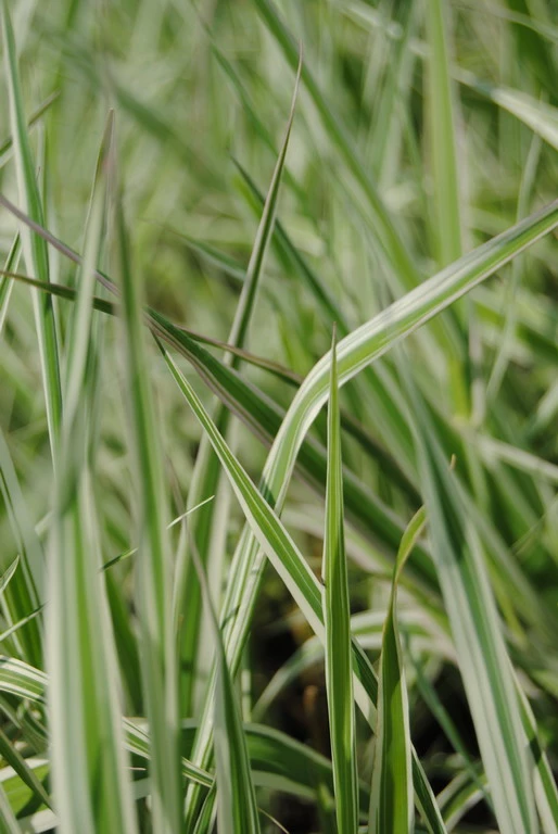Rohrglanzgras, Weiß-gestreift / Phalaris Arundinacea 'Picta' Im 9x9 Cm Topf 1 Rohrglanzgras, Weiß-gestreift / Phalaris Arundinacea 'Picta' Im 9x9 Cm Topf