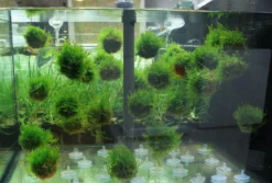 DENNERLE shop 26 Biosphären - Ball Mit Javamoos - Grüne See-Minen, Moos