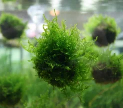 DENNERLE shop -DENNERLE shop 919DE 1 2