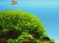 *NEU* Quirlblättriges Perlenkraut / Hemianthus Glomeratus -DENNERLE shop 943DE 1 10