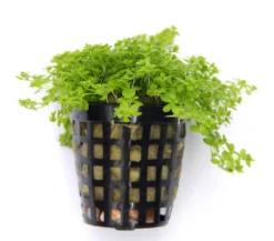 *NEU* Quirlblättriges Perlenkraut / Hemianthus Glomeratus -DENNERLE shop 943DE 1 4