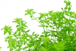 *NEU* Quirlblättriges Perlenkraut / Hemianthus Glomeratus -DENNERLE shop 943DE 1 6