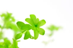 *NEU* Quirlblättriges Perlenkraut / Hemianthus Glomeratus -DENNERLE shop 943DE 1 8