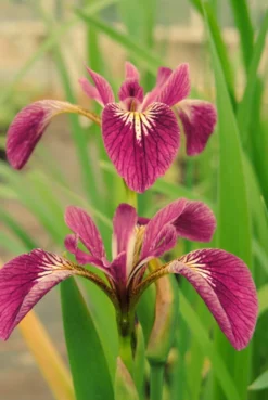 Rote Sumpfschwertlilie 'Kermesina' / Iris Versicolor 'Kermesina' Rot Im 9x9 Cm Topf