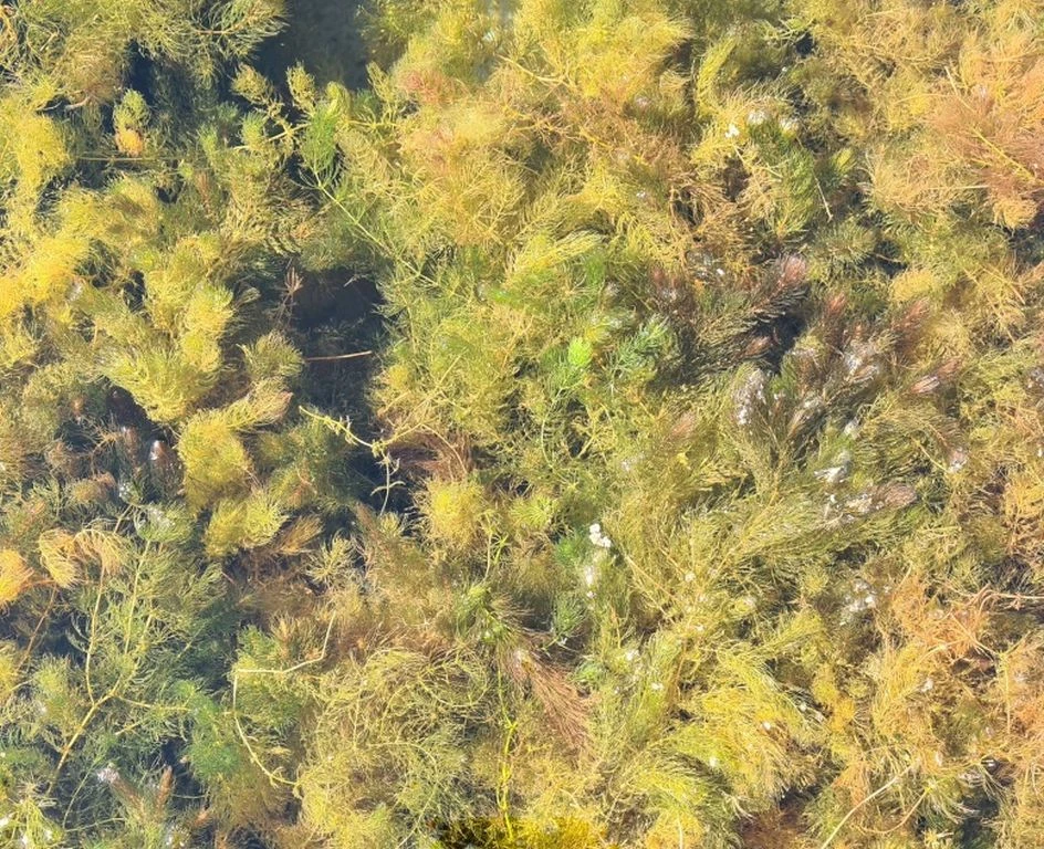 Hornkraut - Raues Hornblatt / Ceratophyllum Demersum 1 Hornkraut - Raues Hornblatt / Ceratophyllum Demersum