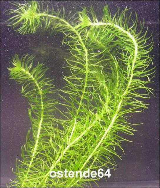 Paraguay - Schmalblättrige Wasserpest / Egeria Najas 1 Paraguay - Schmalblättrige Wasserpest / Egeria Najas