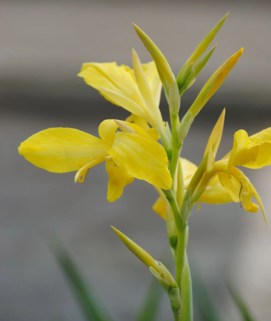 Gelb-oranges Indisches Blumenrohr / Canna Indica Tany Im 11x11 Cm Topf 1 Gelb-oranges Indisches Blumenrohr / Canna Indica Tany Im 11x11 Cm Topf