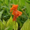 Bunt Gestreiftes Indisches Blumenrohr / Canna Indica Pretoria Im 11x11 Cm Topf