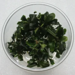 XL In-Vitro Bucephalandra Wavy Green - TOP-Rarität