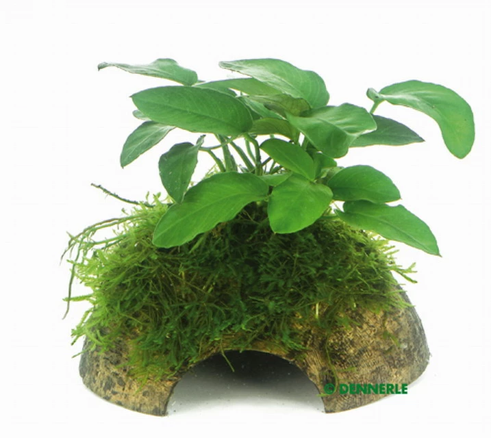 Zwergspeerblatt Mit Javamoos Auf Kokosnuss-Höhle / Coco Shell Mit Anubias Nana U. Moos 1 Zwergspeerblatt Mit Javamoos Auf Kokosnuss-Höhle / Coco Shell Mit Anubias Nana U. Moos