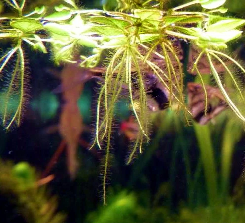 XL In-Vitro Kleiner Büschelfarn / Salvinia Minima 2 XL In-Vitro Kleiner Büschelfarn / Salvinia Minima – Bild 2