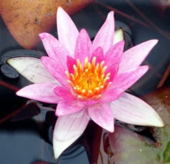 Seerose ORANGE / Nymphaea Orange Im Kokosfasertopf, Direkt Einsetzbar