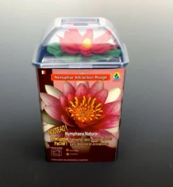 Seerose ROT / Nymphaea Rot Im Kokosfasertopf, Direkt Einsetzbar -DENNERLE shop D27000R ST 1 4