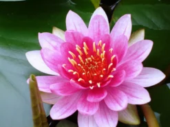 Seerosen 4 Stück - 4 Verschiedene Farben Kokosfasertopf, Direkt Einsetzbar -DENNERLE shop D27000ST 1 3