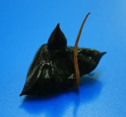 DENNERLE shop -DENNERLE shop D P1065OK 1 2