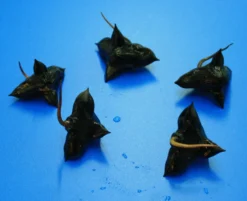 Nuss Der Einheimischen Wassernuss - Wasserkastanie / Trapa Natans *RAR* -DENNERLE shop D P1065OK 1 4