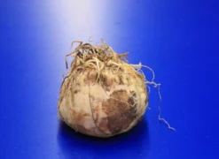 Set Orange Kaiserkrone / Fritillaria Imperialis "Aurora"