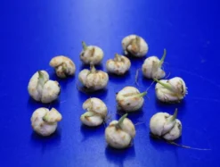 Set Schachbrettblume, Schachblume, Kaiserkrone / Fritillaria Meleagris